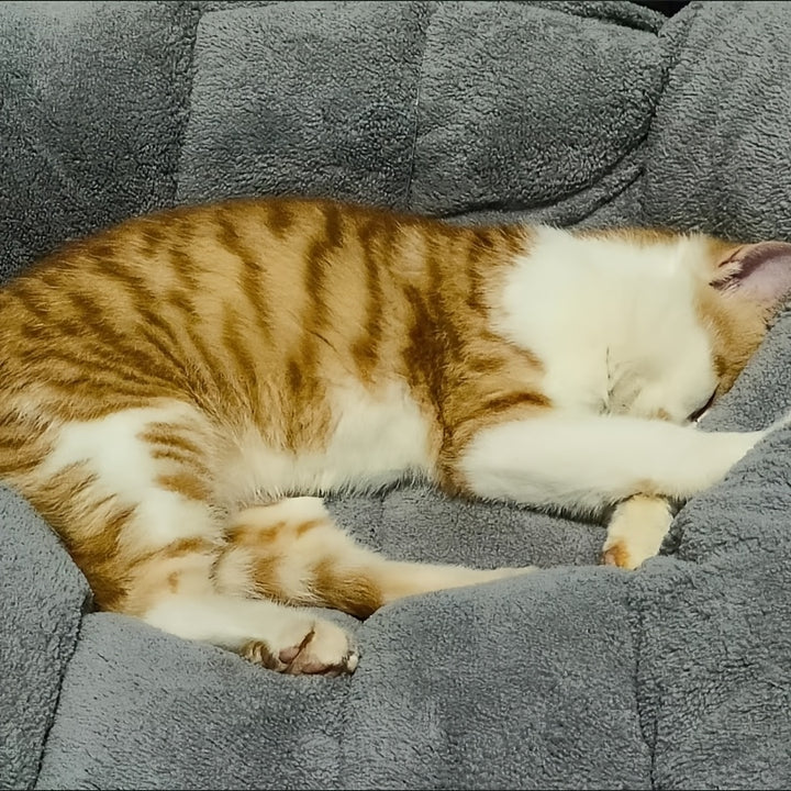 Lit pour animaux en peluche extra doux pour chiens, grande taille, réversible, confort toutes saisons, rempli de fibres de polyester, adapté aux races très petites à grandes jusqu'à 40 kg, forme rectangulaire.